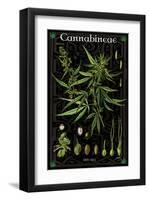 Cannabineae I-null-Framed Art Print