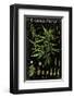 Cannabineae I-null-Framed Art Print