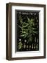 Cannabineae I-null-Framed Art Print