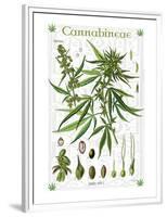 Cannabineae II-null-Framed Premium Giclee Print