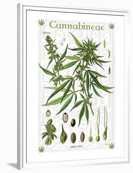 Cannabineae II-null-Framed Premium Giclee Print