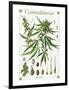 Cannabineae II-null-Framed Premium Giclee Print