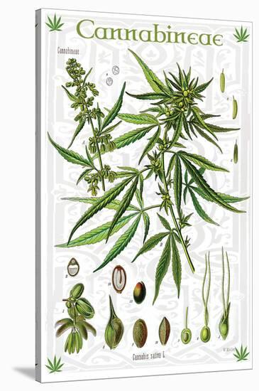 Cannabineae II-null-Stretched Canvas