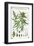 Cannabineae II-null-Framed Art Print