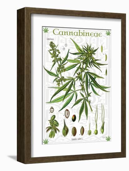 Cannabineae II-null-Framed Art Print