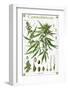 Cannabineae II-null-Framed Art Print