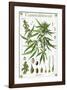 Cannabineae II-null-Framed Art Print