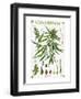 Cannabineae II-null-Framed Art Print