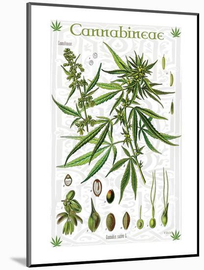 Cannabineae II-null-Mounted Art Print