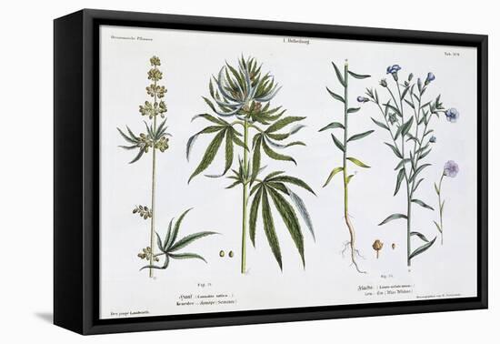 Cannabis and Flax, from The Young Landsman, Published Vienna, 1845-Matthias Trentsensky-Framed Stretched Canvas