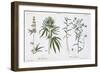 Cannabis and Flax, from The Young Landsman, Published Vienna, 1845-Matthias Trentsensky-Framed Giclee Print