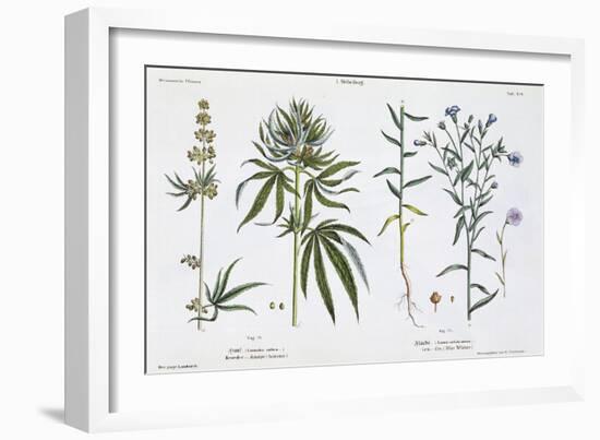 Cannabis and Flax, from The Young Landsman, Published Vienna, 1845-Matthias Trentsensky-Framed Giclee Print