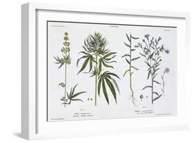 Cannabis and Flax, from The Young Landsman, Published Vienna, 1845-Matthias Trentsensky-Framed Giclee Print