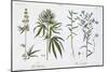 Cannabis and Flax, from The Young Landsman, Published Vienna, 1845-Matthias Trentsensky-Mounted Giclee Print