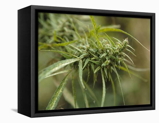 Cannabis (Cannabis Sativa) Bud Grown Locally by Villagers for Recreational Use, Pokhara, Nepal, Asi-Mark Chivers-Framed Stretched Canvas