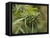 Cannabis (Cannabis Sativa) Bud Grown Locally by Villagers for Recreational Use, Pokhara, Nepal, Asi-Mark Chivers-Framed Stretched Canvas