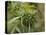 Cannabis (Cannabis Sativa) Bud Grown Locally by Villagers for Recreational Use, Pokhara, Nepal, Asi-Mark Chivers-Stretched Canvas