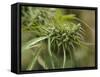 Cannabis (Cannabis Sativa) Bud Grown Locally by Villagers for Recreational Use, Pokhara, Nepal, Asi-Mark Chivers-Framed Stretched Canvas