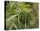 Cannabis (Cannabis Sativa) Bud Grown Locally by Villagers for Recreational Use, Pokhara, Nepal, Asi-Mark Chivers-Stretched Canvas