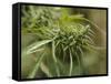 Cannabis (Cannabis Sativa) Bud Grown Locally by Villagers for Recreational Use, Pokhara, Nepal, Asi-Mark Chivers-Framed Stretched Canvas