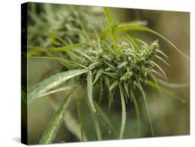 Cannabis (Cannabis Sativa) Bud Grown Locally by Villagers for Recreational Use, Pokhara, Nepal, Asi-Mark Chivers-Stretched Canvas