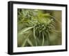 Cannabis (Cannabis Sativa) Bud Grown Locally by Villagers for Recreational Use, Pokhara, Nepal, Asi-Mark Chivers-Framed Premium Photographic Print