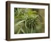 Cannabis (Cannabis Sativa) Bud Grown Locally by Villagers for Recreational Use, Pokhara, Nepal, Asi-Mark Chivers-Framed Photographic Print