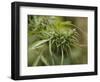 Cannabis (Cannabis Sativa) Bud Grown Locally by Villagers for Recreational Use, Pokhara, Nepal, Asi-Mark Chivers-Framed Photographic Print