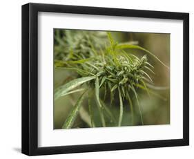 Cannabis (Cannabis Sativa) Bud Grown Locally by Villagers for Recreational Use, Pokhara, Nepal, Asi-Mark Chivers-Framed Photographic Print