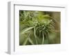 Cannabis (Cannabis Sativa) Bud Grown Locally by Villagers for Recreational Use, Pokhara, Nepal, Asi-Mark Chivers-Framed Photographic Print