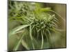 Cannabis (Cannabis Sativa) Bud Grown Locally by Villagers for Recreational Use, Pokhara, Nepal, Asi-Mark Chivers-Mounted Photographic Print