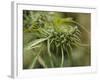 Cannabis (Cannabis Sativa) Bud Grown Locally by Villagers for Recreational Use, Pokhara, Nepal, Asi-Mark Chivers-Framed Photographic Print