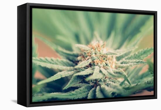 Cannabis Flowering-JanMika-Framed Stretched Canvas