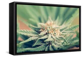 Cannabis Flowering-JanMika-Framed Stretched Canvas