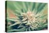 Cannabis Flowering-JanMika-Stretched Canvas