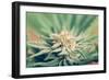 Cannabis Flowering-JanMika-Framed Photographic Print