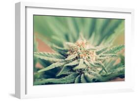 Cannabis Flowering-JanMika-Framed Photographic Print