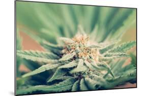 Cannabis Flowering-JanMika-Mounted Photographic Print