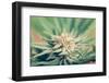 Cannabis Flowering-JanMika-Framed Photographic Print