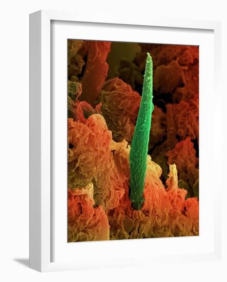 Cannabis Leaf, SEM-David McCarthy-Framed Photographic Print