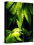 Cannabis Leaves-Chris Knapton-Stretched Canvas