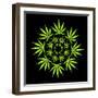 Cannabis Leaves-David Nicholls-Framed Premium Photographic Print