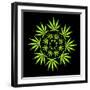 Cannabis Leaves-David Nicholls-Framed Premium Photographic Print