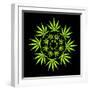 Cannabis Leaves-David Nicholls-Framed Premium Photographic Print