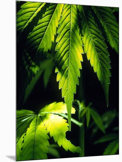 Cannabis Leaves-Chris Knapton-Mounted Photographic Print