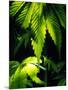 Cannabis Leaves-Chris Knapton-Mounted Photographic Print