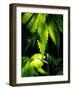 Cannabis Leaves-Chris Knapton-Framed Photographic Print