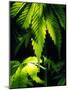 Cannabis Leaves-Chris Knapton-Mounted Photographic Print