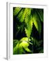 Cannabis Leaves-Chris Knapton-Framed Photographic Print