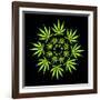 Cannabis Leaves-David Nicholls-Framed Photographic Print